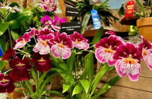 Annual Asheville Orchid Festival @ The North Carolina Arboretum | Asheville | North Carolina | United States