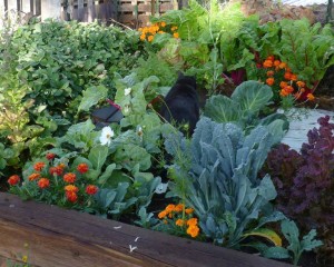 Learn to grow your own food! Gardening workshop @ Arthur R Edington Education & Career Center | Asheville | North Carolina | United States