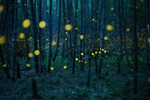 4th Annual Fletcher Firefly Festival @ Blue Ghost Brewing Company | Fletcher | North Carolina | United States