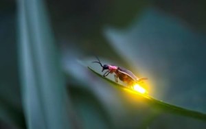 Firefly Twilight Tour @ Cradle of Forestry - Historic Site & Discovery Center | Pisgah Forest | North Carolina | United States