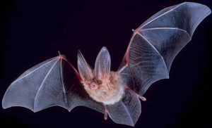 Winged Creatures of the Night @ Cradle of Forestry - Historic Site & Discovery Center | Pisgah Forest | North Carolina | United States