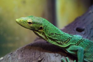 Repticon Reptile & Exotic Animal Show @ WNC Ag Center | Fletcher | North Carolina | United States