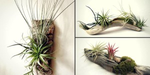 Air Plant Display Workshop @ Fifth Season Gardening Co. Asheville Market | Asheville | North Carolina | United States