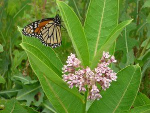 Bring Back the Monarchs @ Cradle of Forestry - Historic Site & Discovery Center | Pisgah Forest | North Carolina | United States