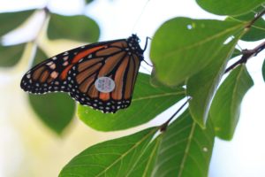 Annual Monarch Tag and Release @ Hop'n Blueberry Farm | Black Mountain | North Carolina | United States