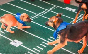 Puppy Bowl 2018 with The Vegan Bros! @ Sanctuary Brewing Company | Hendersonville | North Carolina | United States