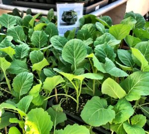 Cool Season Plant Sale! @ Burton Street Community Peace Gardens | Asheville | North Carolina | United States