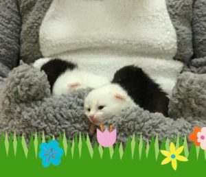 Easter Kitty Food Drive with Hello Kitty! @ PetSmart (Arden, NC) | Arden | North Carolina | United States