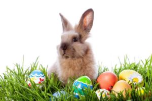 Easter Bunny at Ace @ Carolina Ace Hardware | Hendersonville | North Carolina | United States