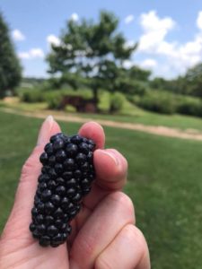 Blackberry Picking @ Fruit of the Spirit Orchard and Vineyard | Hendersonville | North Carolina | United States