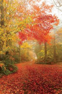 Open House with Art Show @ Asheland Ridge Health Center | Asheville | North Carolina | United States