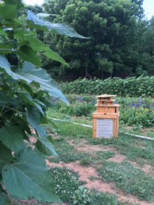 Pollinator Farm Tours @ Love Lane Flower Farm | Waynesville | North Carolina | United States