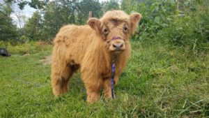 Meet Baby James @ Soggy Bottom Farms | Spruce Pine | North Carolina | United States