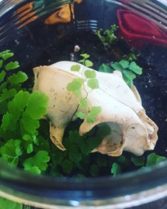 Make Your Own Terrarium @ TRS "The Regeneration Station" | Asheville | North Carolina | United States