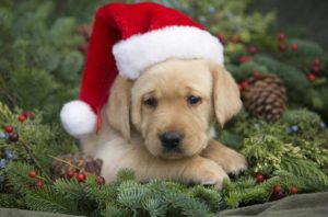 Free Pet picture with Santa @ Carolina Ace Hardware | Hendersonville | North Carolina | United States