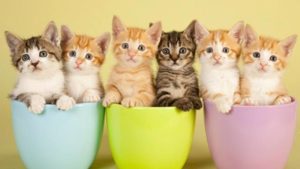 Tea with CATS! With Asheville Humane Society @ Ivory Road Cafe & Kitchen | Arden | North Carolina | United States