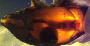 Shark Pup Hatching @ Team ECCO Aquarium & Shark Lab | Hendersonville | North Carolina | United States