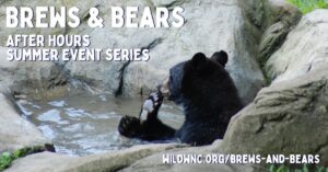 Brews & Bears @ WNC Nature Center  | Asheville | North Carolina | United States