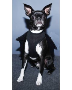 HollOween Doggie Costume Contest & Photoshoot Event @ Bhramari Brewing Company | Asheville | North Carolina | United States