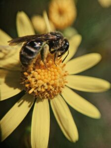 Native Bees Family Program (5-10yrs) @ Bullington Gardens