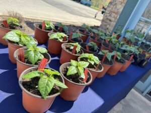 Cane Creek Farmers Market @ Wilderness Muse